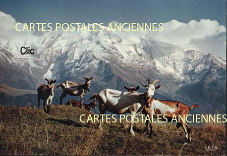 Cartes Postales Anciennes Animaux