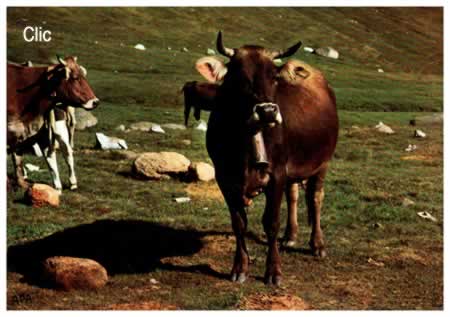Cartes Postales Anciennes Buffles-Vaches-Taureaux