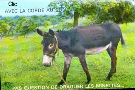 Cartes Postales Anciennes Chevaux-Anes-Chèvres